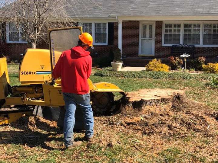 Stump Removal Big and Tall Tree Works Sparta TN