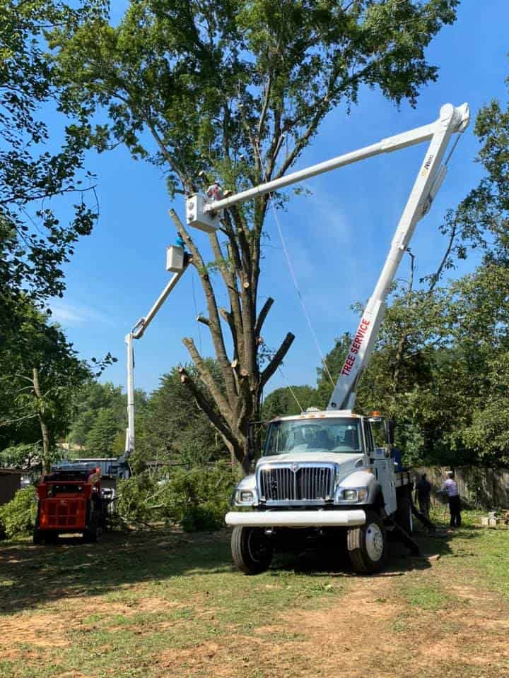 Tree Trimming Services Big and Tall Tree Works Sparta TN