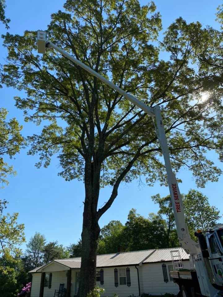 Tree Trimming Big and Tall Tree Works Smithville TN