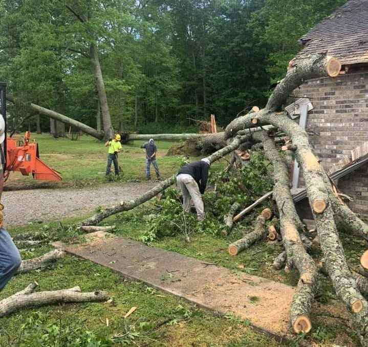 Emergency Tree Removal Big and Tall Tree Works Doyle TN