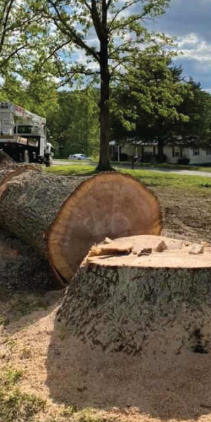 Stump Removal Big and Tall Tree Works TN